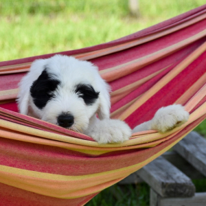 Old English Sheepdog Puppy Cowboy