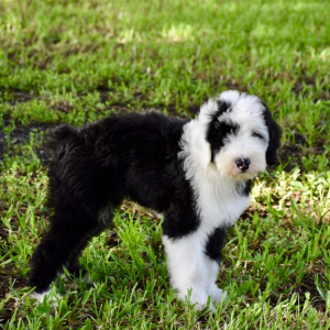 Old English Sheepdog Puppy Hank