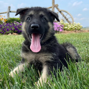 German Shepherd Dog Puppy Patrick