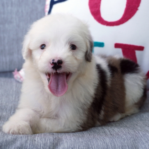 Sheepadoodle Puppy Millie