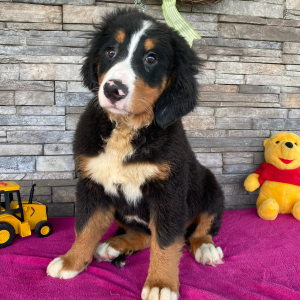 Bernese Mountain Dog Puppy Karen