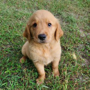 Golden Retriever Puppy Apollo