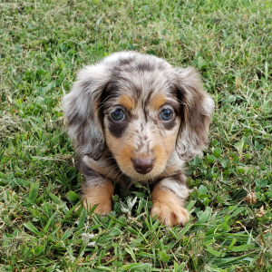 Dachshund Puppy Sandra