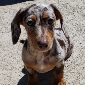 Dachshund Puppy Bubby