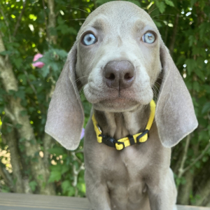 Weimaraner Puppy Carli