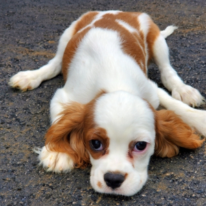 Cavalier King Charles Spaniel Puppy Maples Gunner
