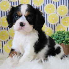 Cavalier King Charles Spaniel Puppy Tanya