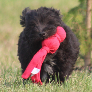 Schnoodle Puppy Cliff