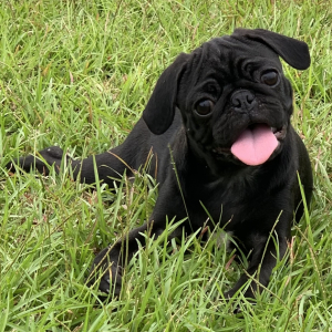 Pug Puppy Zoey
