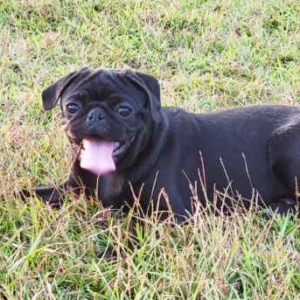 Pug Puppy Zoey