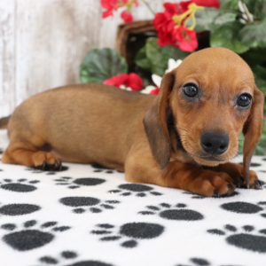 Dachshund Puppy Terry