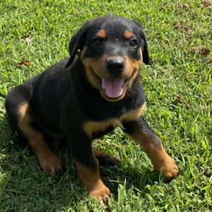 Rottweiler Puppy Bellamy