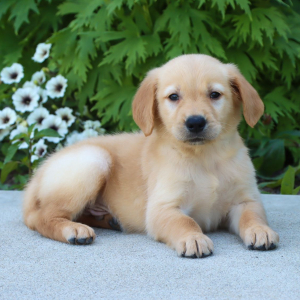 Golden Retriever Puppy Nickson