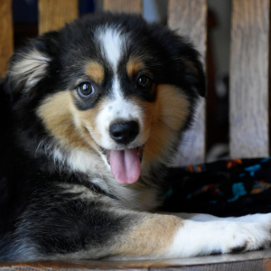 Australian Shepherd Puppy Fred
