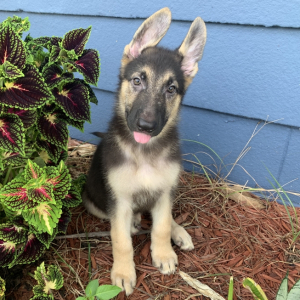 German Shepherd Dog Puppy Lily