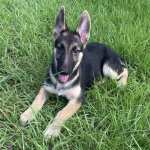 German Shepherd Dog Puppy Lily