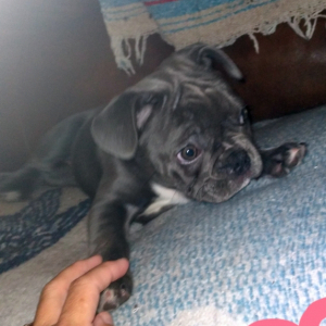 French Bulldog Puppy Layla