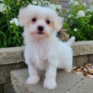 Maltipoo Puppy Dylan