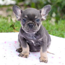 French Bulldog Puppy Nova