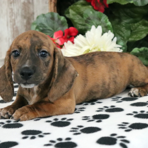 Dachshund Puppy Matzo