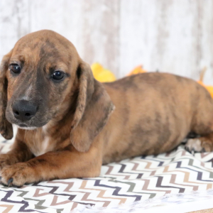 Dachshund Puppy Matzo