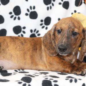 Dachshund Puppy Matzo
