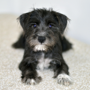 Miniature Schnauzer Puppy Dream