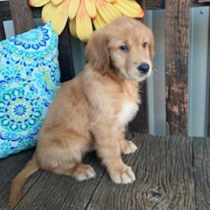 Golden Retriever Puppy Chloe