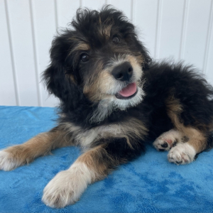 Aussiedoodle Puppy Faith