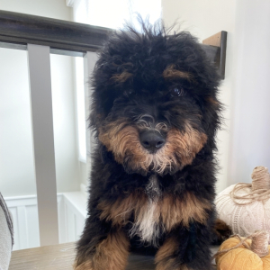 Bernedoodle Puppy Denver