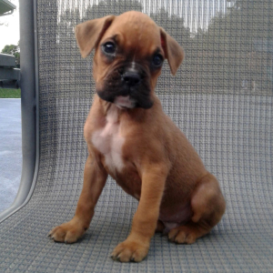Boxer Puppy Kirby