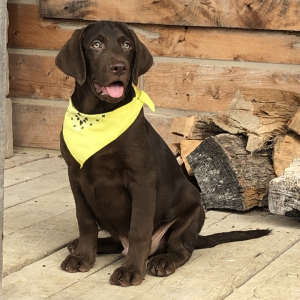 Labrador Retriever Puppy Zora