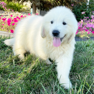 Golden Retriever Puppy Lonnie