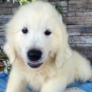 Golden Retriever Puppy Lonnie
