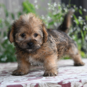Shorkie Puppy Taffy