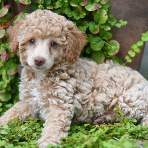 Poodle Puppy Patsy