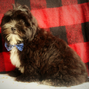 Shihpoo Puppy Chris