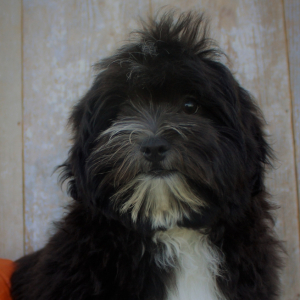 Shihpoo Puppy Chris