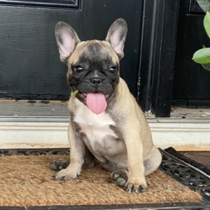 French Bulldog Puppy Maisy
