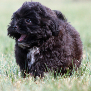 Shihpoo Puppy Jimmy