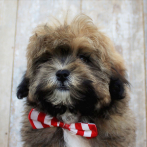Shihpoo Puppy Clem