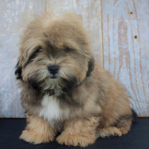 Shihpoo Puppy Clem