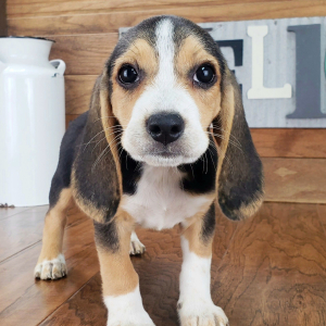 Beagle Puppy Charley