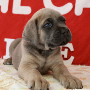 Cane Corso Puppy Jack
