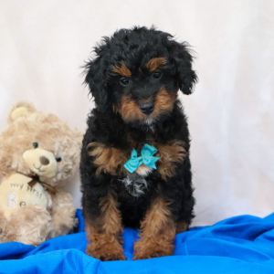 Bernedoodle Puppy Grant