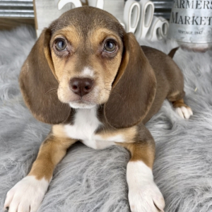 Beagle Puppy Macy