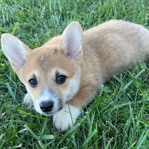 Pembroke Welsh Corgi Puppy Jack