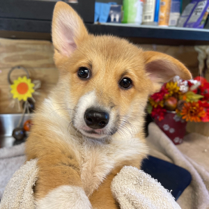 Pembroke Welsh Corgi Puppy Jack