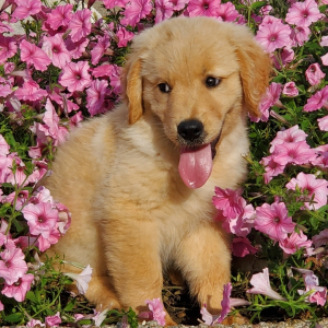 Golden Retriever Puppy Sheila