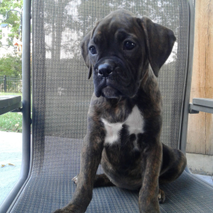 Boxer Puppy Gabby